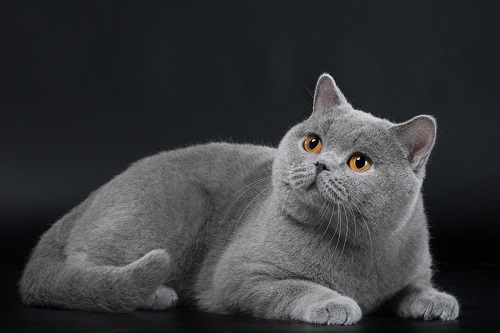 3 British Shorthair.jpg