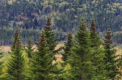 Лингвострановедческий словарь «Россия». Файл:5 пихта сибирская тайга.jpg