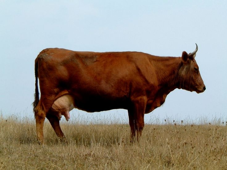 Корова2.jpg