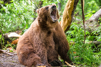 Bear 4.jpg