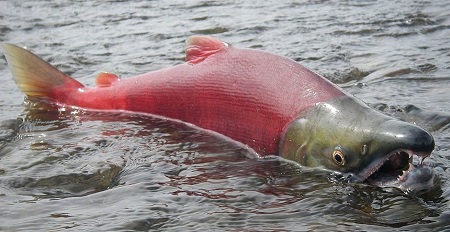 Нерка.jpg