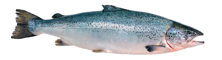 Semga1.jpg