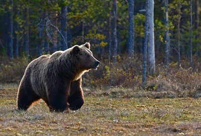 Medved taiga odejda.jpg