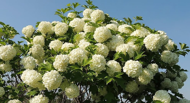 Kalina-buldeneg.jpg