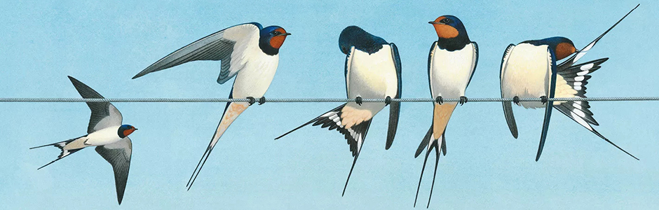 Lastochki s.jpg