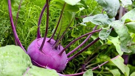 Kapustu-kolrabi.jpg
