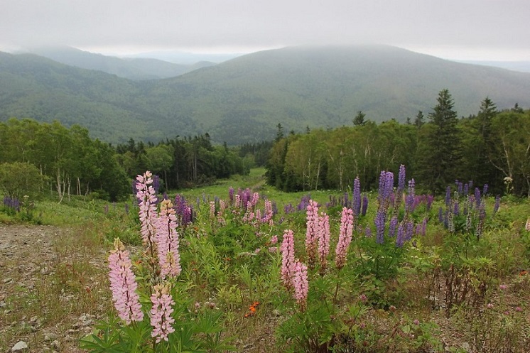 Lupini-sakhalina-priroda-krasivo-foto-8.jpg