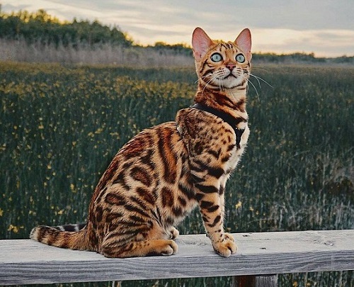 4 бенгальская.jpg