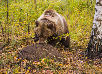 Bear 3.jpg