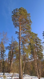 Сосна, общий вид.JPG