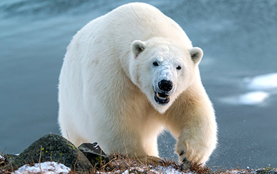 Bear 2.jpg