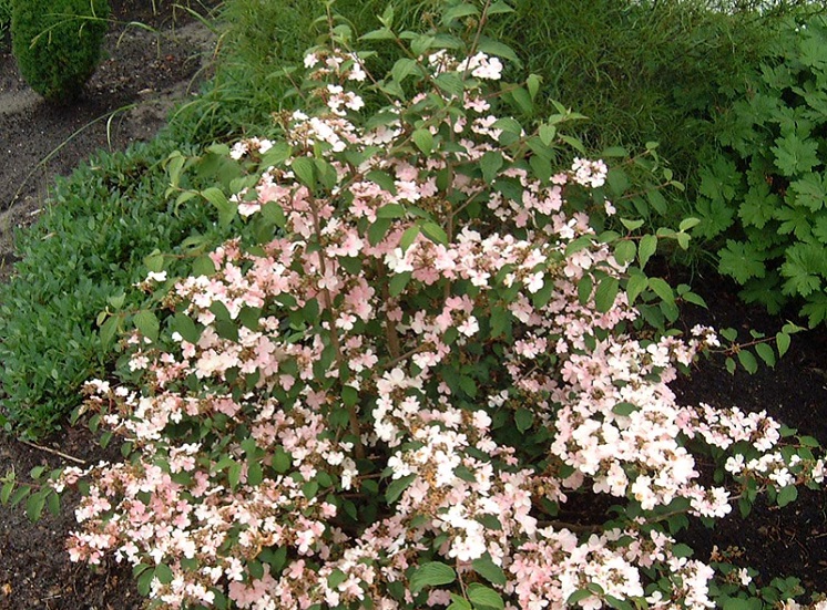 Pink-beauty-kalina.jpg
