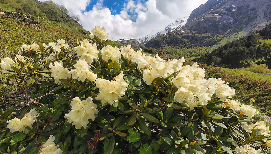 Urochishche-ushtulu-rododendron.jpg