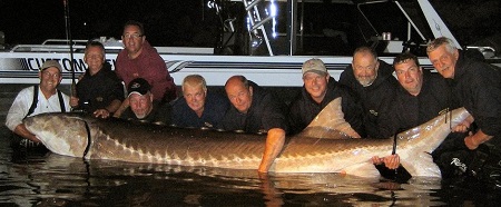 4Beluga.jpg
