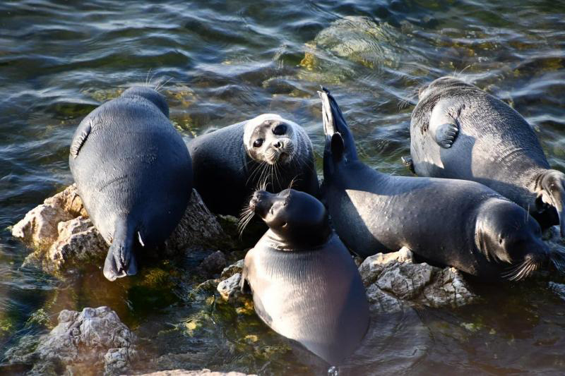 Nerpy Bajkal.jpg