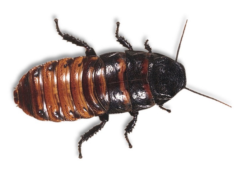Tarakan Madagaskarskiy.jpg