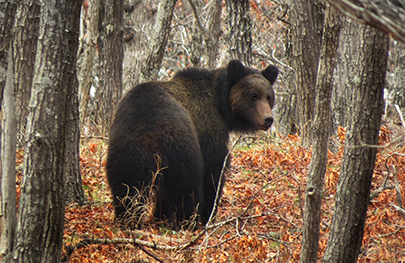 Bear 1.jpg