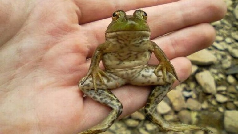 Ljagushka4.jpg
